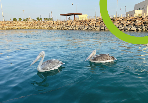 Avifauna en Puerto Níspero