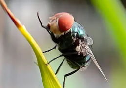 GUSANO BARRENADOR 1