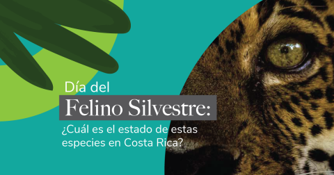 Felinos silvestres: ¿Cuál es el estado de estas especies en Costa Rica?